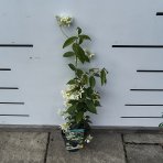 Jazmín vonný (Trachelospermum jasminoides) - výška 30-60 cm, kont. C1L